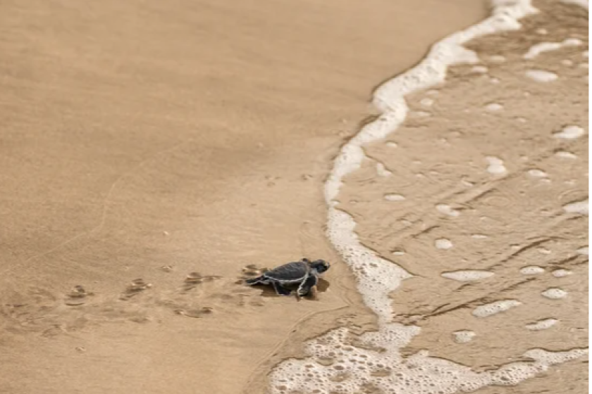 Turtle